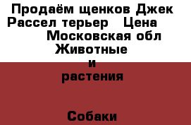 Продаём щенков Джек Рассел терьер › Цена ­ 8 000 - Московская обл. Животные и растения » Собаки   